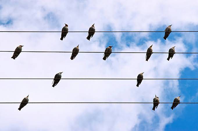 Why don’t birds get electrocuted when sitting on power lines?