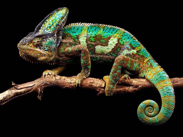 How do chameleons change color?