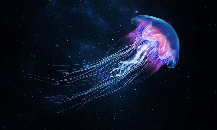 How do jellyfish live without a brain?