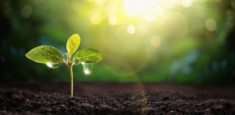 Can plants feel pain?