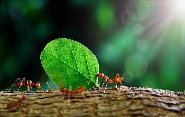 How do ants find food so fast?