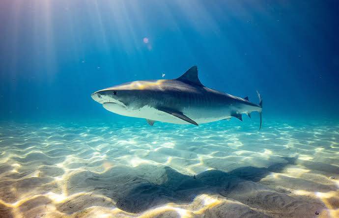 Is it true that sharks never sleep?