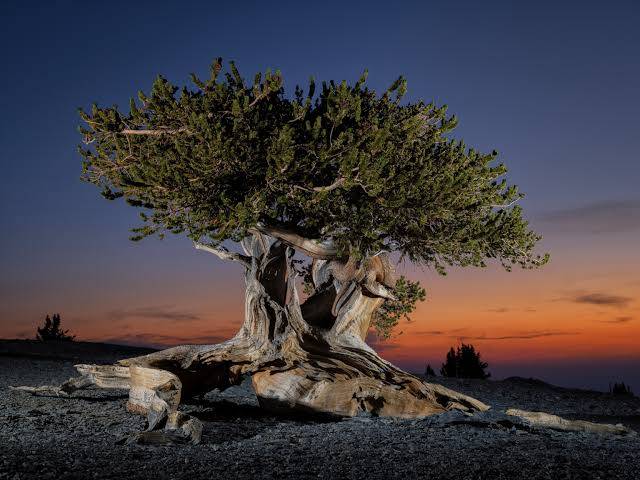 Which is the oldest tree in the world?