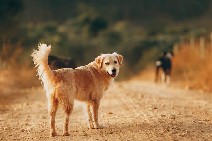 Can animals sense earthquakes?