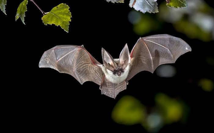 How do bats see in the dark?