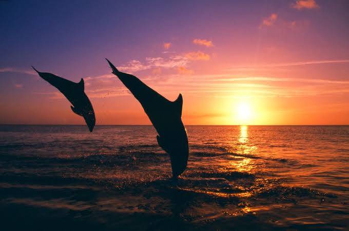 What is the most intelligent animal?
