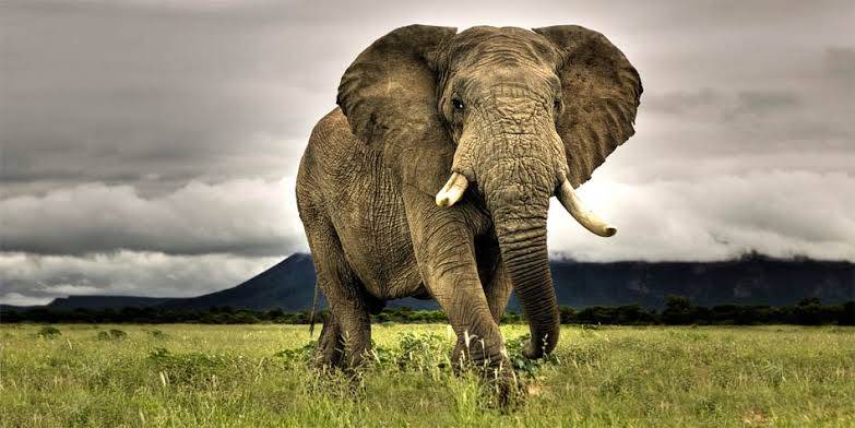 What is the heaviest animal on land?