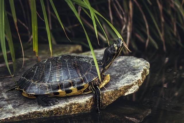 Why do turtles live so long?