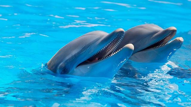 What is the name of India’s national aquatic animal?
