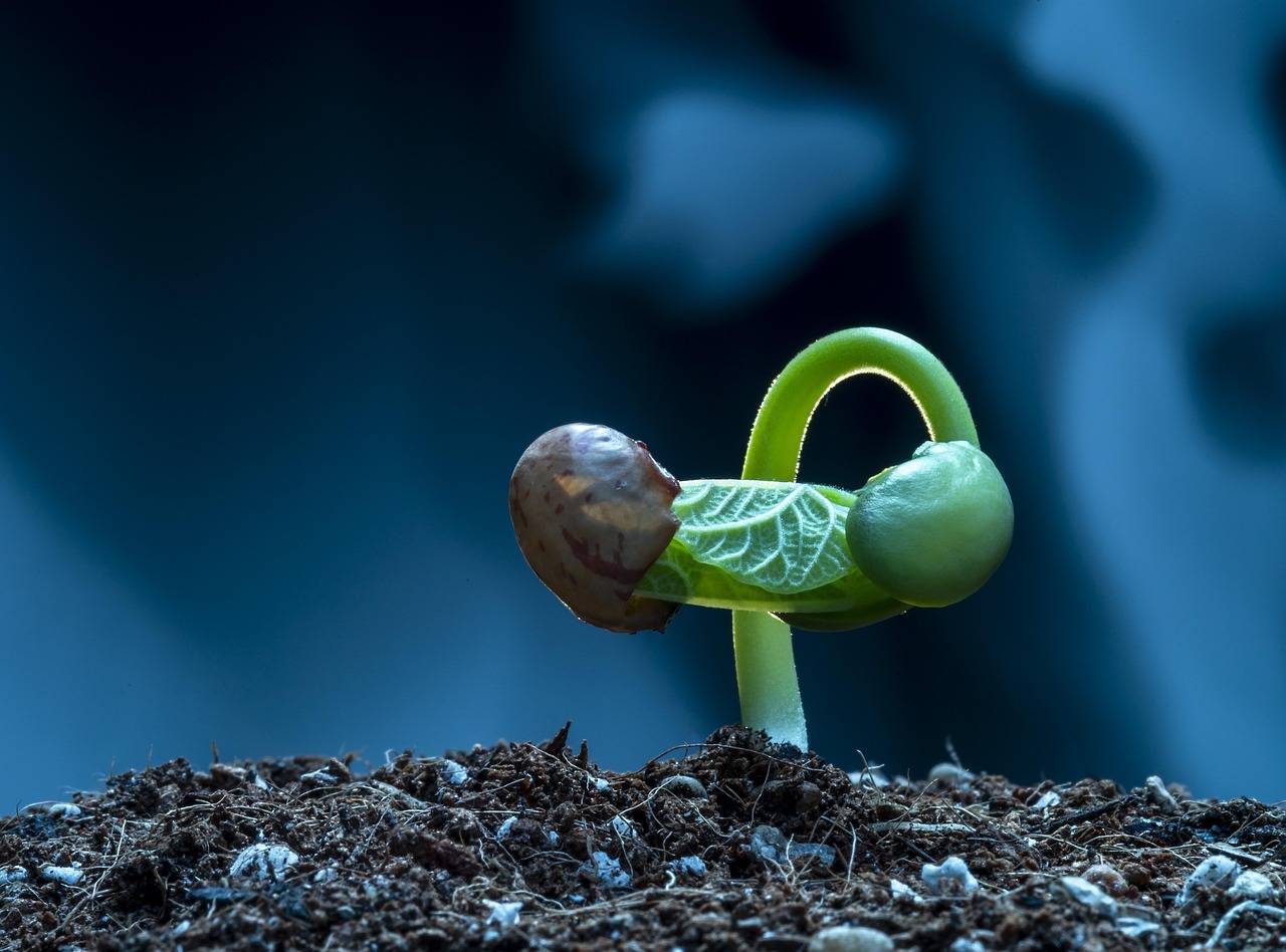 Why do seeds need soil to grow?