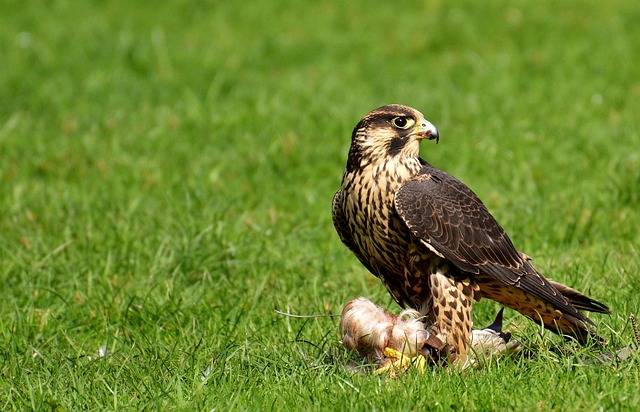 What is the fastest bird in the world?