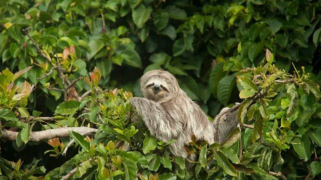 What is the slowest animal in the world?