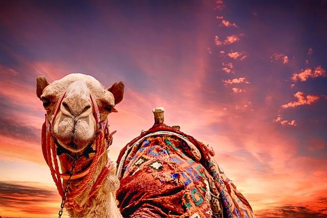 Why do camels have long eyelashes?