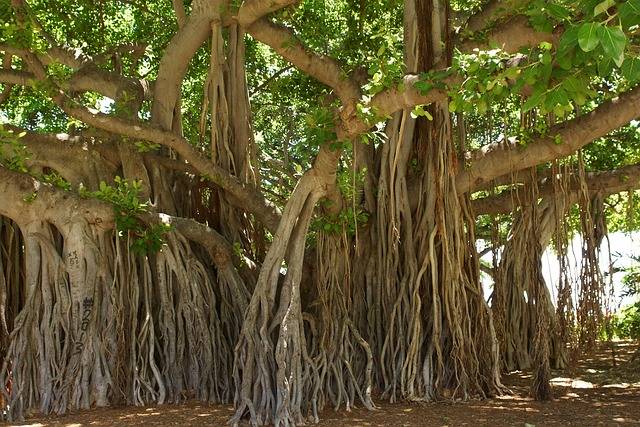 What is the national tree of India?