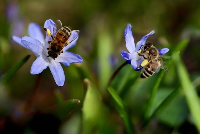 Why do bees collect nectar?