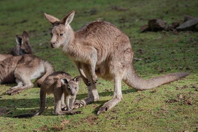 Why do kangaroos have pouches?