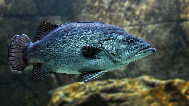 Why do fish have gills?