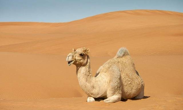 Why do camels survive without water for days?