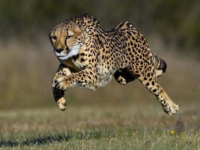Which animal is known as the fastest runner?
