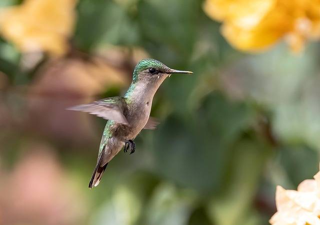 What is the smallest bird in the world?