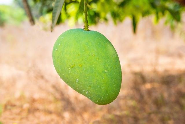 What is the national fruit of India?