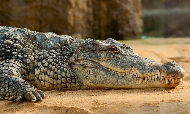 Why do crocodiles live in water and on land?