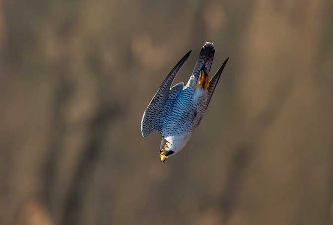 What is the name of the fastest bird?
