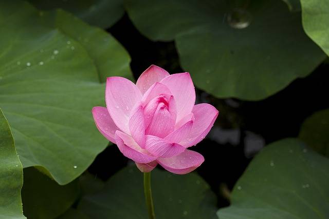 What is the national flower of India?