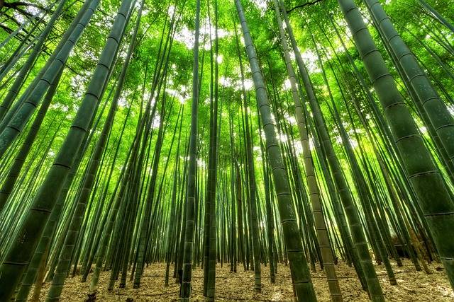 What is the fastest-growing plant in the world?