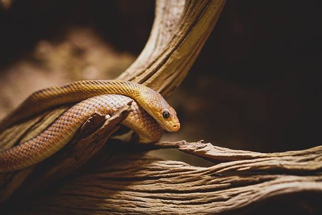 Why do snakes shed their skin?
