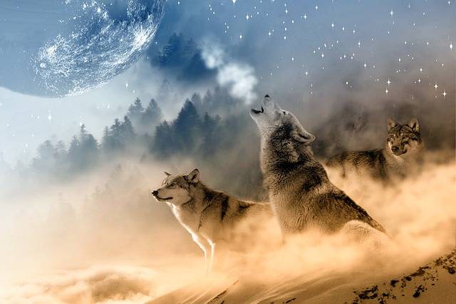 Why do wolves howl?