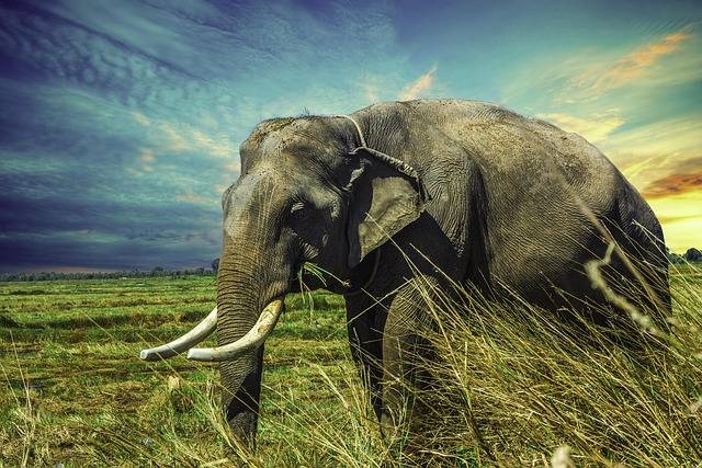 Why do elephants have big ears?