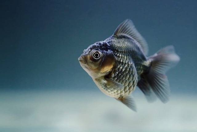 Why do fish never close their eyes?