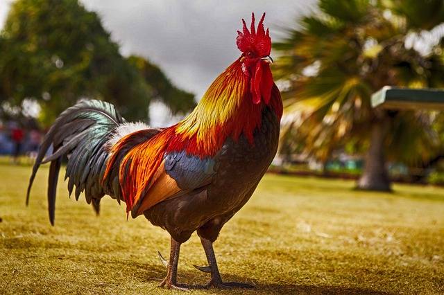Why do roosters crow at sunrise?