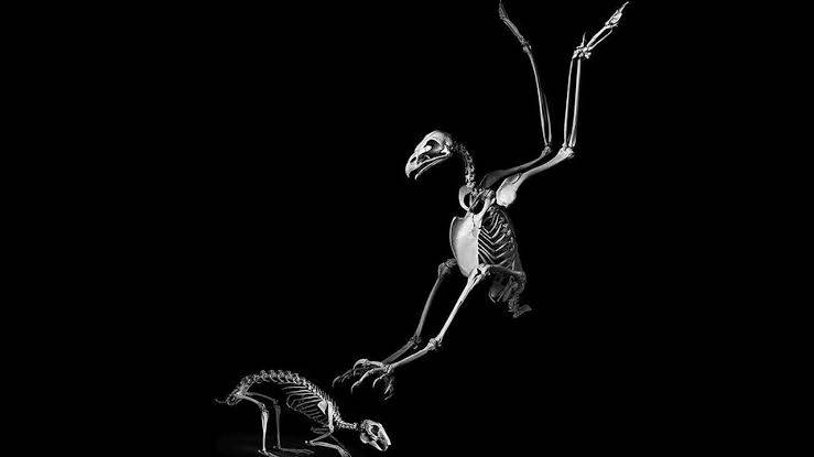 Why do birds have hollow bones?