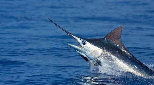 What is the fastest fish in the ocean?