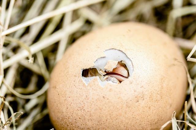 Why do eggs have shells?