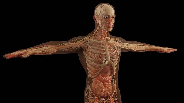 How many bones are there in the adult human body?