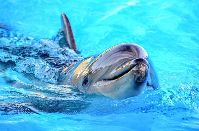 Why do dolphins have smooth skin?