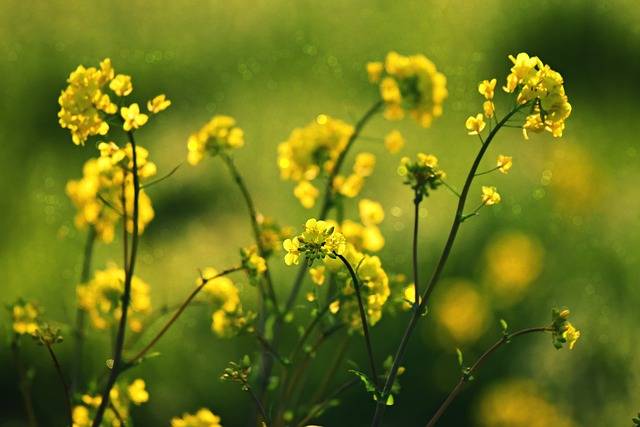 Which part of the plant produces seeds?