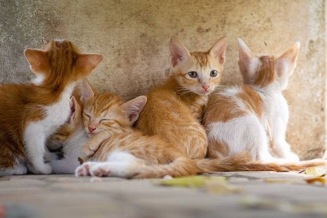 Why do cats meow?
