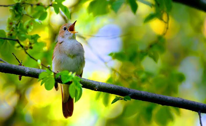 Why do birds sing in the morning?