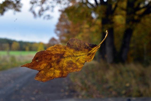 Why do leaves change color in the fall?
