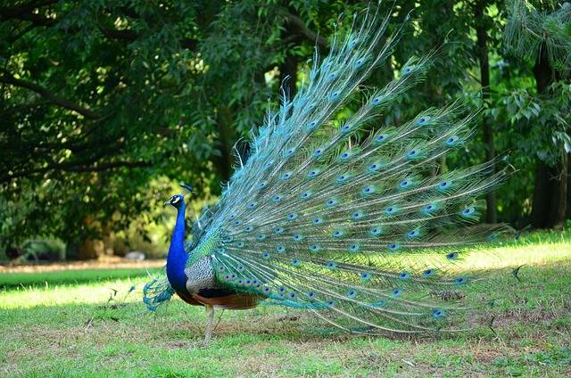 Why do peacocks dance?