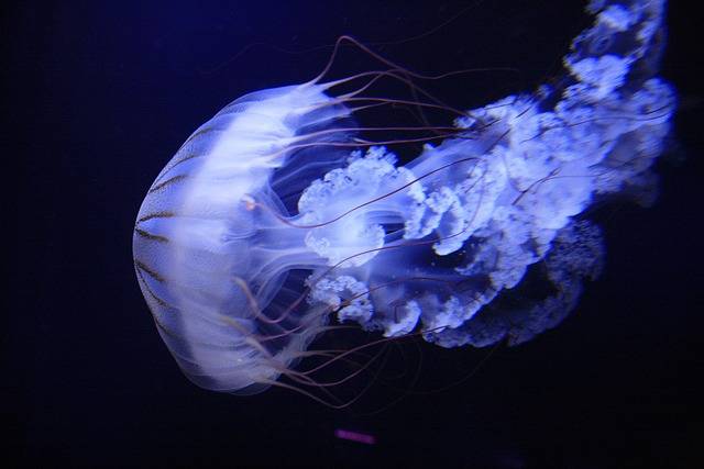 Why do jellyfish glow?