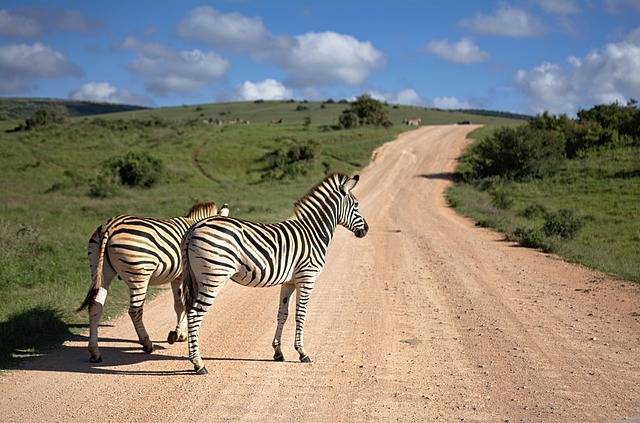 Why do zebras have stripes?