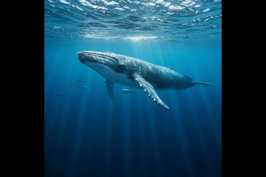 What is the largest animal in the ocean?
