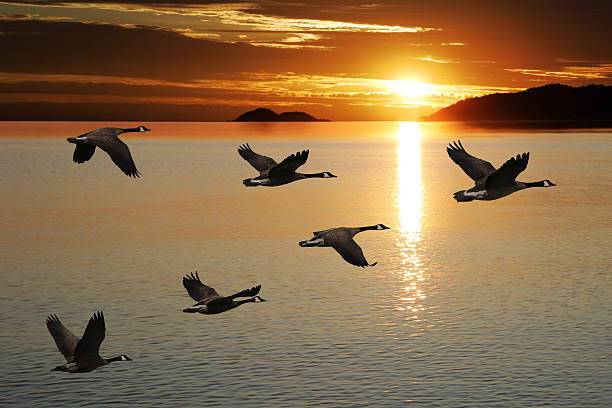 Why do birds fly in a V shape?