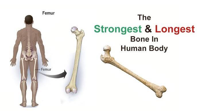 What is the name of the longest bone in the human body?