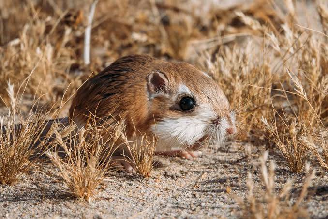 Which animal can live without water for several days?